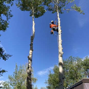 Over The Top Tree Service - Butte America aspen removal - Tree Services Near Me
