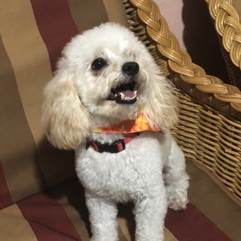 Guau Michel - Pet Groomers Near Me - Tijuana, BCN