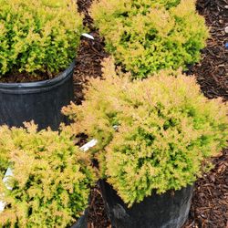Tripp Landscaping