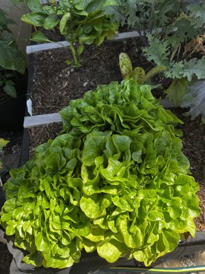 Spiral Gardens by null