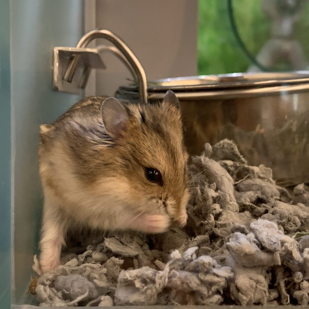 PetSmart - Hamster - Pet Stores Near Me - SURPRISE, Arizona PetSmart - Hamster - Pet Stores Near Me - SURPRISE, Arizona