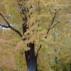 GreenTree Arborist