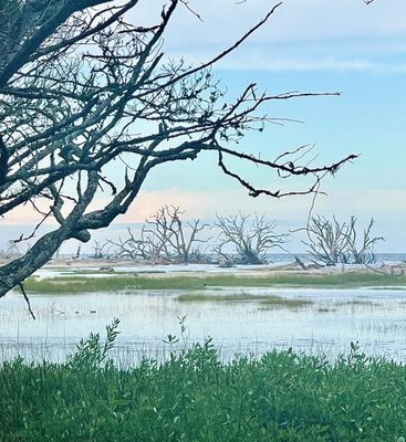 Botany Bay Heritage Preserve/Wildlife Management Area by null