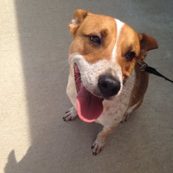 Harrison Animal Control - Meet roscoe I want to take him home so bad! - Animal Shelters Near Me - Corydon, Indiana Harrison Animal Control - Meet roscoe I want to take him home so bad! - Animal Shelters Near Me - Corydon, Indiana