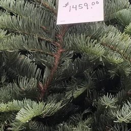 Rudolph's Christmas Tree prices Rudolph's Christmas Tree prices