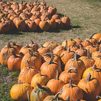 Heartland Farms - Options to pick your own pumpkins - Farmers Market Near Me - Waterloo, Iowa