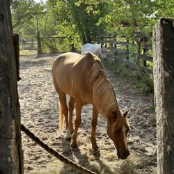 Southern Breeze Equestrian Center - Butters in his pasture