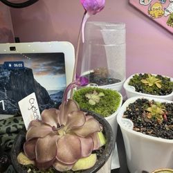 Frenchique - Carnivorous plants!