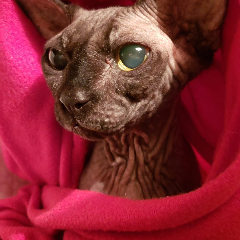 VEG ER for Pets - Feeling better after care at VEG Manhattan - Emergency Pet Hospital Near Me - New York, New York VEG ER for Pets - Feeling better after care at VEG Manhattan - Emergency Pet Hospital Near Me - New York, New York