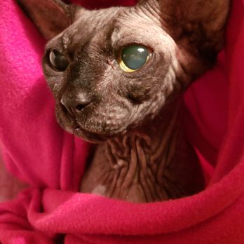 VEG ER for Pets - Feeling better after care at VEG Manhattan - Emergency Pet Hospital Near Me - New York, New York VEG ER for Pets - Feeling better after care at VEG Manhattan - Emergency Pet Hospital Near Me - New York, New York