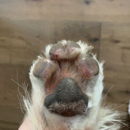 Toes had been cut during groom