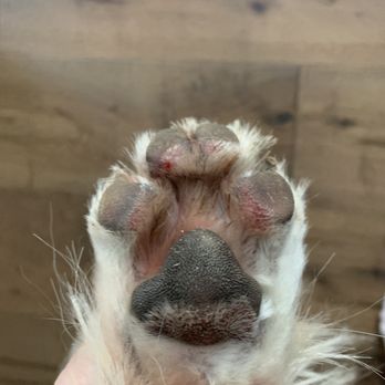 Keepet Groomed - Toes had been cut during groom - Pet Groomers Near Me - San Diego, California