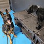 Photo of 3 Pups Dog Training