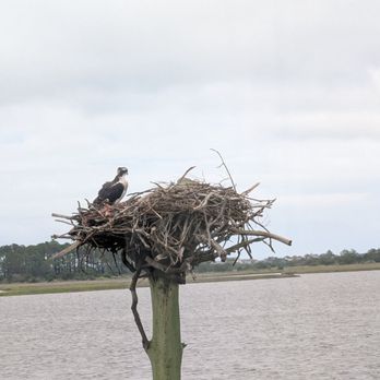 Basnight's Lone Cedar Cafe - Resident osprey - Seafood Near Me - Nags Head, North Carolina Basnight's Lone Cedar Cafe - Resident osprey - Seafood Near Me - Nags Head, North Carolina