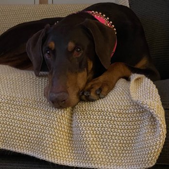 Hanzhi pet-sitting - Pet Boarding Near Me - Mountain View, California Hanzhi pet-sitting - Pet Boarding Near Me - Mountain View, California
