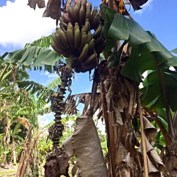 Going Bananas - BaNaNaS Everywhere!! - Nurseries & Gardening Near Me - Homestead, Florida Going Bananas - BaNaNaS Everywhere!! - Nurseries & Gardening Near Me - Homestead, Florida