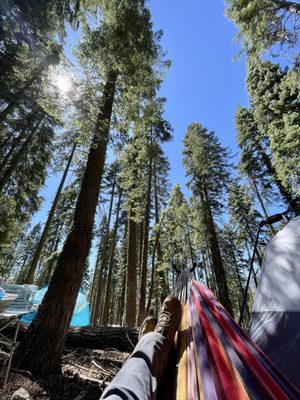 Sequoia National Forest by null