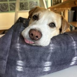 Miss Bee's Tutoring - Jack keeping watch... ready for pets and or treats.