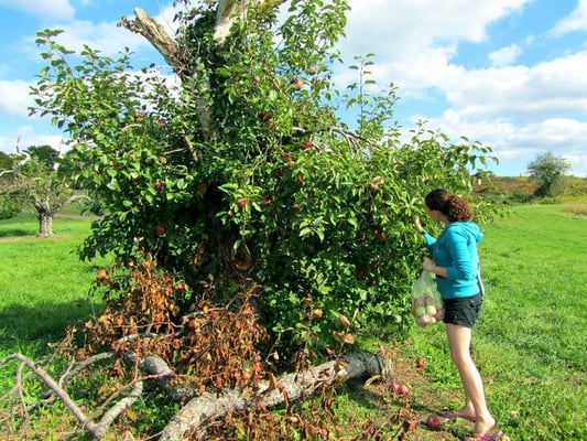 Apple Hill Farm by null