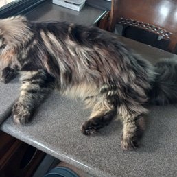 Relaxed after grooming is an understatement!  Maxwell loved his first grooming experience