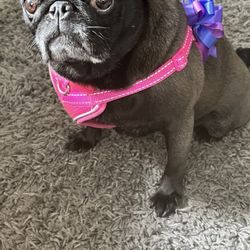 Paws To Groom - Winnie showing off her bow. People, this is as happy a pug can look.