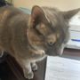 Photo of Kitten Around Cat Boarding