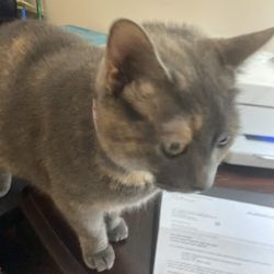 Kitten Around Cat Boarding - Bean. My baby girl.!!