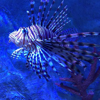 SeaQuest - Utah - Aquariums Near Me - Layton, Utah SeaQuest - Utah - Aquariums Near Me - Layton, Utah