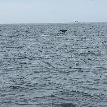 Sea Goddess Whale Watching - Whale Watching Tours Near Me - Moss Landing, California Sea Goddess Whale Watching - Whale Watching Tours Near Me - Moss Landing, California
