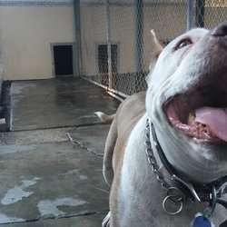 Joie De Vi Boarding Kennels