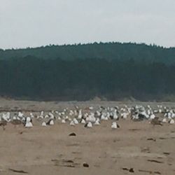Bates-Morse Mountain Conservation Area - I think I am outnumbered!