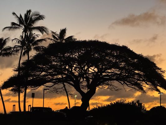 Kiahuna Plantation Resort Kauai by OUTRIGGER by null