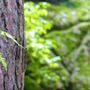 Brecount Tree Service