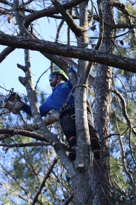 Tree Trimming & Pruning Services - Variety of recent Tree Removal Trimming & Pruning projects completed by Squirrel Tree Services - Please call is today to schedule Free Estimate !
(404) 397-5820 Tree Trimming & Pruning Services - Variety of recent Tree Removal Trimming & Pruning projects completed by Squirrel Tree Services - Please call is today to schedule Free Estimate !
(404) 397-5820