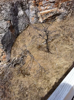 Maligne Canyon by null