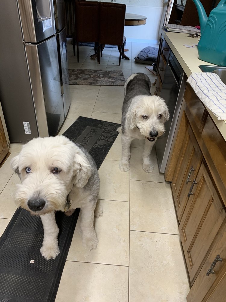 TAIL WAGGERS Request Information Euless, Texas Pet Sitting