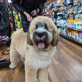 pet valu dog muzzle