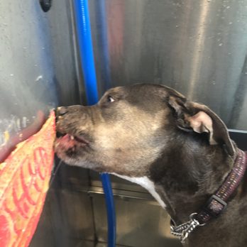Paws on Chicon - Pet Stores Near Me - Austin, Texas