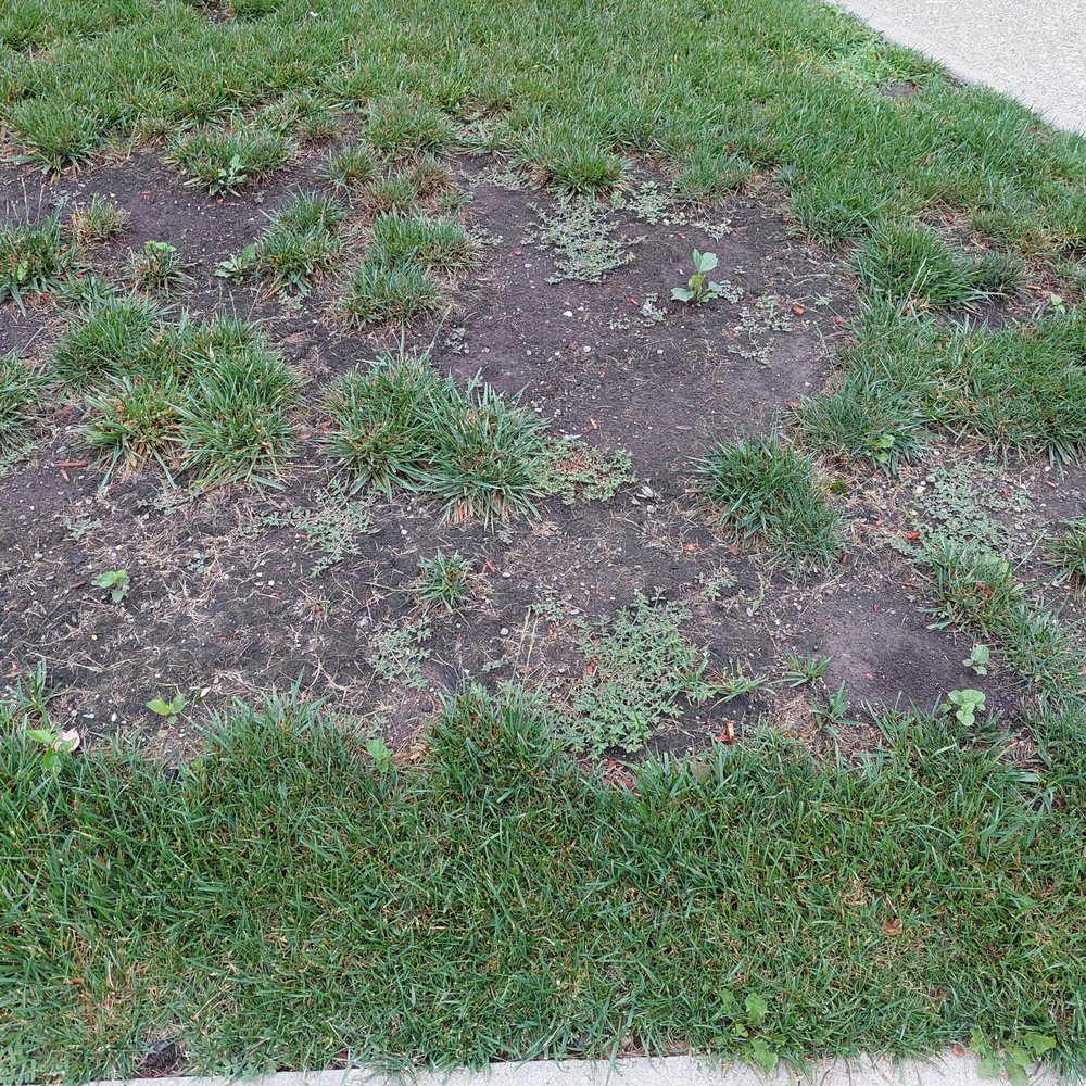 New Hampton Lawn Care - a patch of grass that has been cut off - Landscaping Near Me - New Hampton, New York