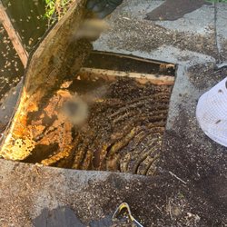 Bee Safe Bee Removal - Bee removal in Fort Worth, TX. Bee Safe Bee Removal.