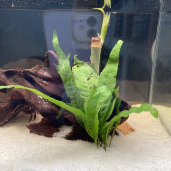 Fish World - Driftwood, sand, and fern bought from Fish World - Aquarium Services Near Me - Ontario, California