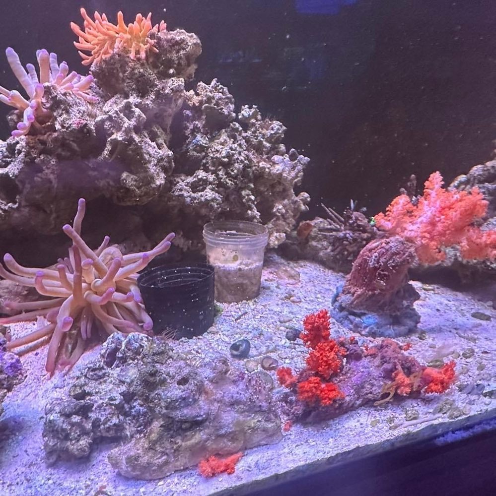 YOUR REEF AQUARIUM 26 Photos & 50 Reviews 199 Cirby Way, Roseville