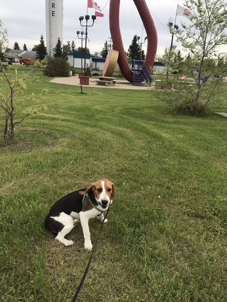 WORLD’S LARGEST SAUSAGE 12 Photos 53055335 Sawchuk Street, Mundare