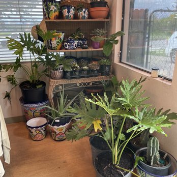 Grow Wild Greenery - Office - Nurseries & Gardening Near Me - Haltom City, Texas Grow Wild Greenery - Office - Nurseries & Gardening Near Me - Haltom City, Texas