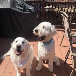 The Grooming Lounge - My beautiful boys after their spa day!