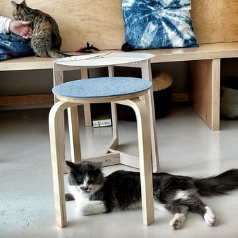 KitTea - Just chillin' - Pet Adoption Near Me - San Francisco, California