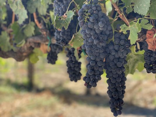 Amista Vineyards by null