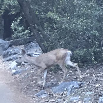 Yosemite Falls - Deer - Hiking Near Me - Yosemite, California Yosemite Falls - Deer - Hiking Near Me - Yosemite, California