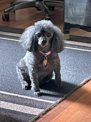 ANACORTES ANIMAL HOSPITAL - 21 Reviews - 2504 Commercial Ave, Anacortes ANACORTES ANIMAL HOSPITAL - 21 Reviews - 2504 Commercial Ave, Anacortes