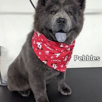 Kaliv's Pet Grooming - #Cocoapebblesthechow follow on IG - Pet Groomers Near Me Kaliv's Pet Grooming - #Cocoapebblesthechow follow on IG - Pet Groomers Near Me